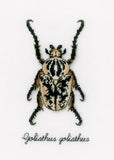 Beetles Counted Cross Stitch Kits, Vervaco - SET OF 4 BEETLES