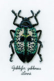 Beetles Counted Cross Stitch Kits, Vervaco - SET OF 4 BEETLES