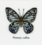Blue Butterfly Counted Cross Stitch Kit, Vervaco pn-0165403